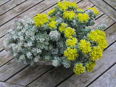 Sedum_unbekannt_Hortu.jpg