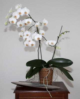 Orchidee_01.2012a.jpg
