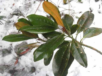 Magnolia_Gallisoniere_Nana.jpg