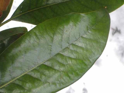 Magnolien-Blatt.jpg