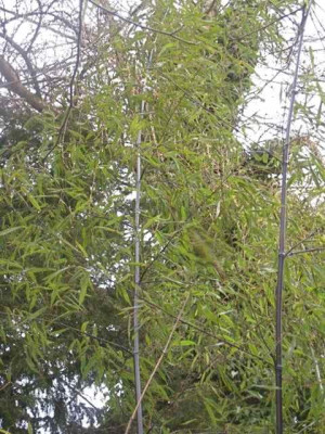 Phyllostachys.jpg