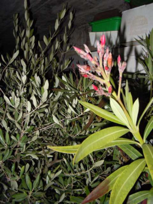 rumpelgarage_oleander.JPG