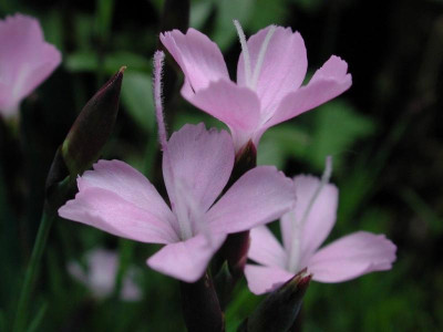 Dianthus_subacaulis.jpg