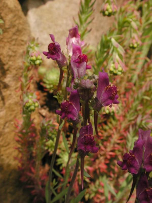 Linaria_alpina.jpg