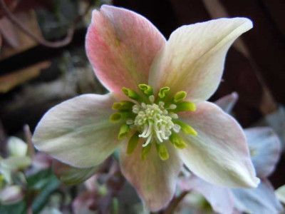 feb_2012_Frostschaden_029.JPG