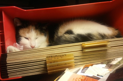 Fluffy_in_Haengeregister.jpg