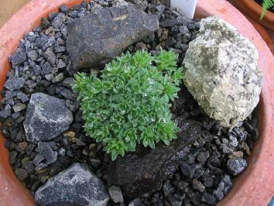 Kelseya_uniflora_Hortu.jpg