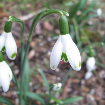 galanthus_2711.jpg