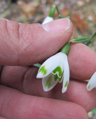 galanthus_2716.jpg