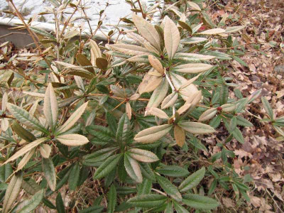 Berberis_julianae_120218.jpg
