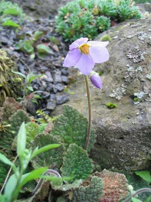 Ramonda_myconi_Hortu.jpg