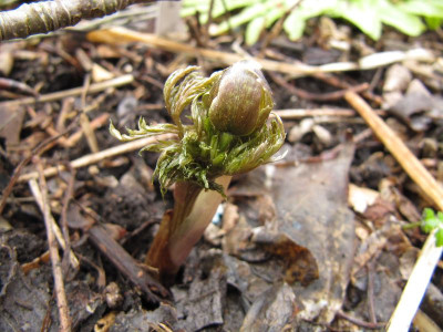 Adonis_x_hort_120218.jpg