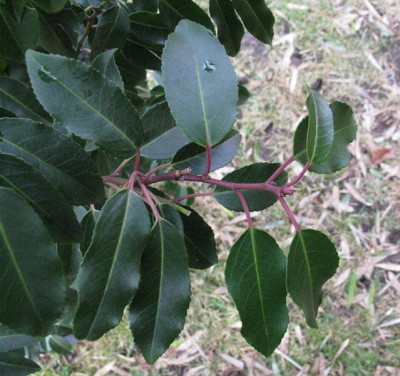 Prunus_lusitanica_Angustifolia_Gartenpur.jpg