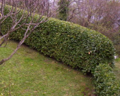 103_5837___Auscschnitt_Hecke.jpg