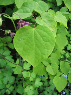 Disanthus_cercidifolius_Hortu.jpg