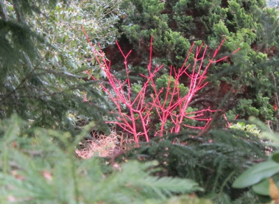 blick_Acer_conspicuus_Phoen.jpg