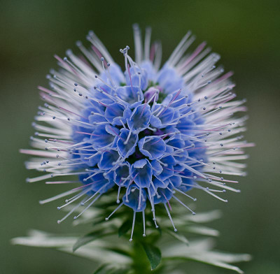 Echium-1.jpg