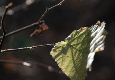 Herbst_031214_0021.jpg