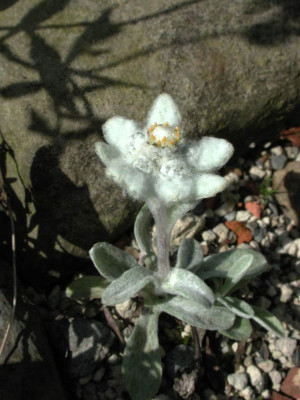 Leontopodium_alpinum_ssp._nivale_geoffnet.jpg