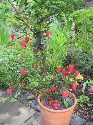 Crinodendron_hookeranum_Hortu.jpg