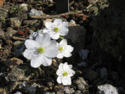 Hepatika_nobilis_Alba_2.jpg