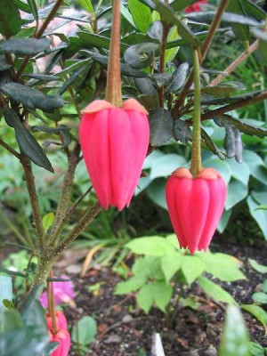 Crinodendron_hookeranum_2_Hortu.jpg