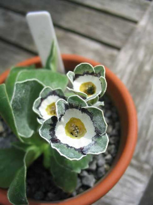 Auricula_St._Boswells_Hortu.jpg