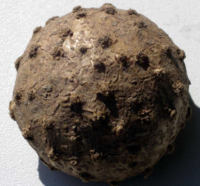 comp_Gymnospermium_albertii_1.jpg