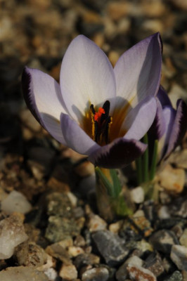 Crocus_biflorus_punctatus_20120221.jpg