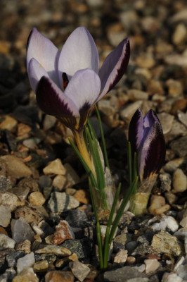 Crocus_biflorus_punctatus_20120221_1.jpg