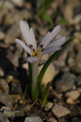 Colchicum_psaridis_20120221_1.jpg