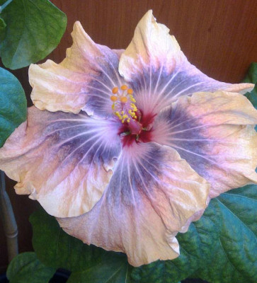 Hibiscus_Gabriel_900x900_80KB.jpg