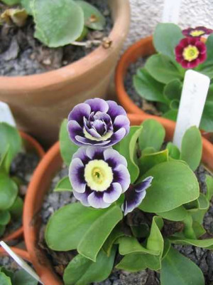 Auricula_Avril_Hunter_Hortu.jpg
