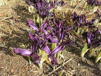 Iris_George_22.2.12.jpg