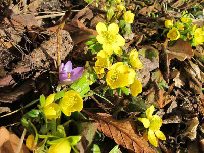 Eranthis_22.2.12_ue.jpg