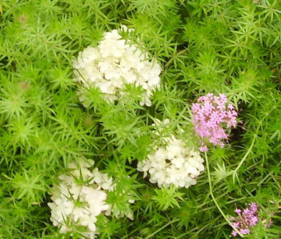 Limelight_in_Phuopsis_stylosa2.jpg