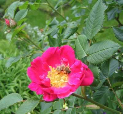 Wildrose_Hochstamm.jpg
