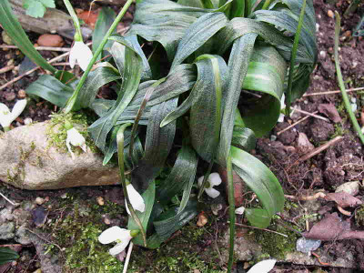 Galanthus_woronowii__22.2..12._034.jpg