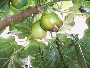 Feigenbaum_3_Vorgarten_306px__080708.jpg