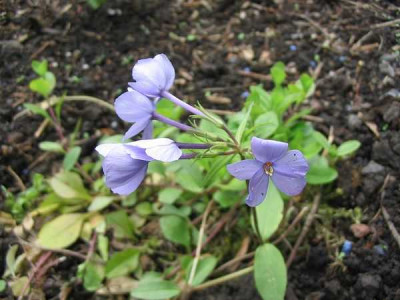 Phlox_stolonifera_Hortu.jpg