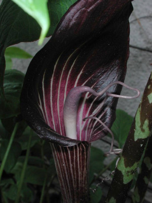 Arisaema_spec.jpg