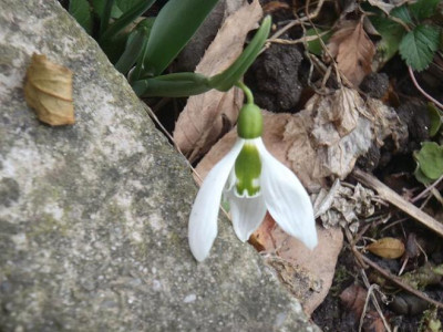 Schneegloeckchen_GrunrockSmall.JPG