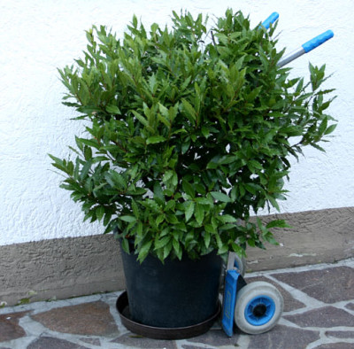Lorbeer0111c.jpg