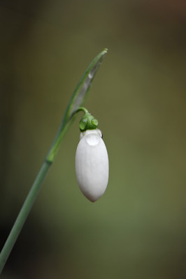 Snowdrop.jpg