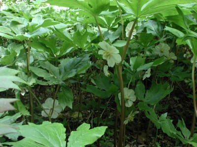 Podophyllum_BoGa2.jpg