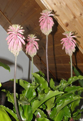Veltheimia_bracteata_2011-11-22_80kib.jpg