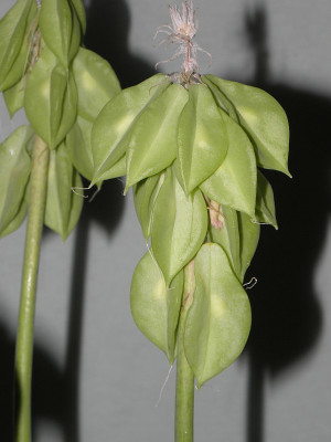 Veltheimia_bracteata_Samenstand_2011-11-22_80kib.jpg