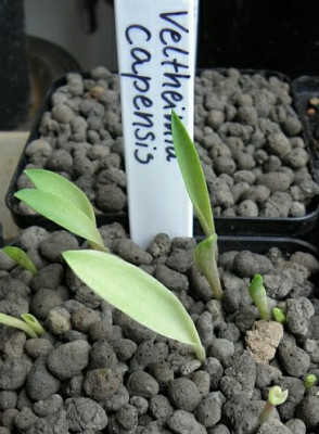 Veltheimia_capensis_2012-2-24.jpg