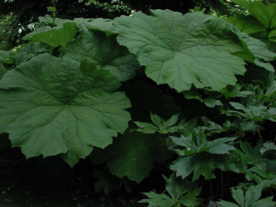Podophyllum_Nachbar.jpg