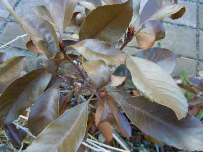eriobotrya_coppertone.JPG